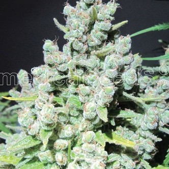 Malakoff (Medical Seeds) feminiserede cannabisfr&oslash;