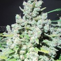 Malakoff (Medical Seeds) Feminiserede