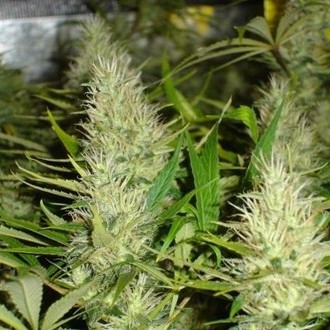 Malakoff (Medical Seeds) Feminiserede