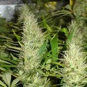 Malakoff (Medical Seeds) Feminiserede