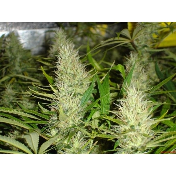 Malakoff (Medical Seeds) Feminiserede