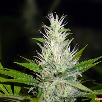 Malakoff (Medical Seeds) Feminiserede