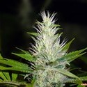Malakoff (Medical Seeds) Feminiserede