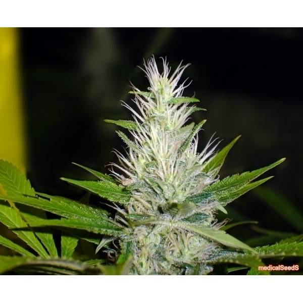 Malakoff (Medical Seeds) Feminiserede