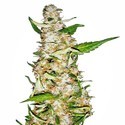 Skunk 1 Autoflower (Sensi Seeds) Feminiserede