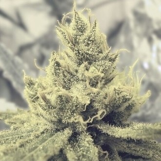 Y Griega (Medical Seeds) Feminiserede