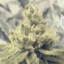 Y Griega (Medical Seeds) Feminiserede