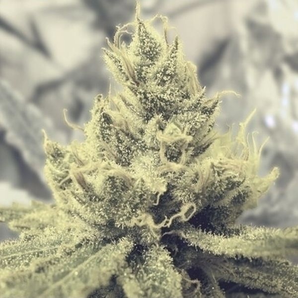 Y Griega (Medical Seeds) Feminiserede