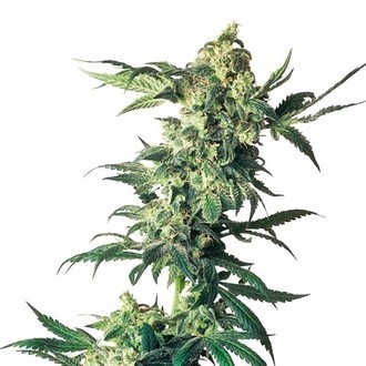 Northern Lights (Sensi Seeds) Feminiserede