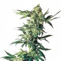 Northern Lights (Sensi Seeds) Feminiserede