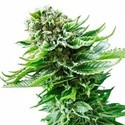 Northern Lights Autoflower (Sensi Seeds) Feminiserede