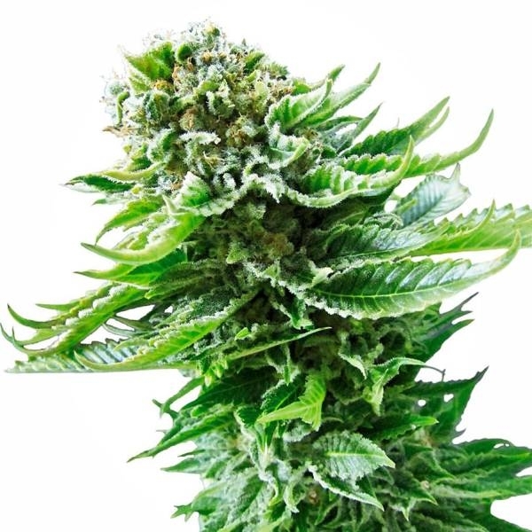 Northern Lights Autoflower (Sensi Seeds) Feminiserede