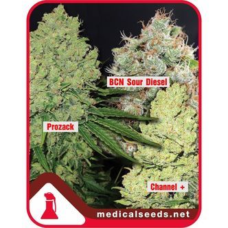 Kollektion 1 (Medical Seeds) feminiserede cannabisfr&oslash;