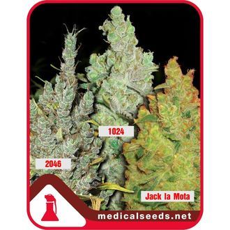 Kollektion 2 (Medical Seeds) Feminiserede