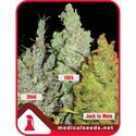Kollektion 2 (Medical Seeds) Feminiserede