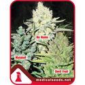 Kollektion 4 (Medical Seeds) Feminiserede