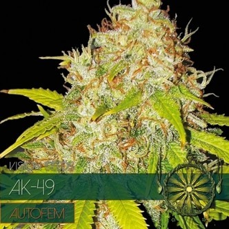 AK-49 Autoflowering (Vision Seeds) feminiserede cannabisfr&oslash;