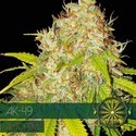 AK-49 Autoflowering (Vision Seeds) Feminiserede