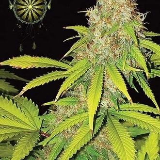 AK-49 Autoflowering (Vision Seeds) Feminiserede