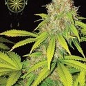 AK-49 Autoflowering (Vision Seeds) Feminiserede
