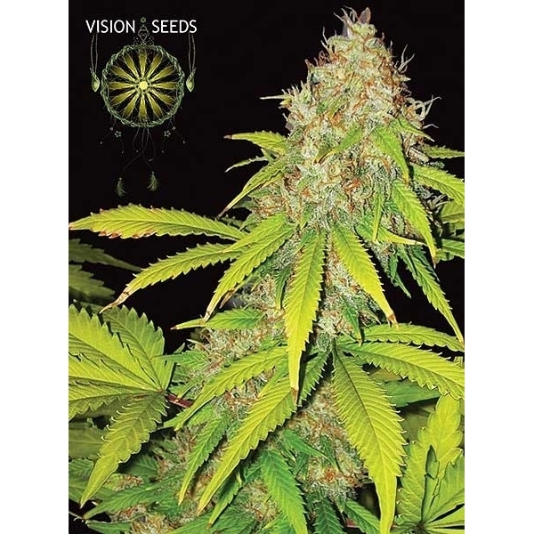 AK-49 Autoflowering (Vision Seeds) Feminiserede