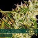 Super Skunk Autoflowering (Vision Seeds) Feminiserede