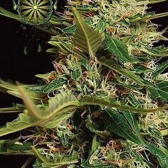 Super Skunk Autoflowering (Vision Seeds) Feminiserede