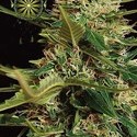 Super Skunk Autoflowering (Vision Seeds) Feminiserede