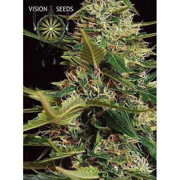 Super Skunk Autoflowering (Vision Seeds) Feminiserede