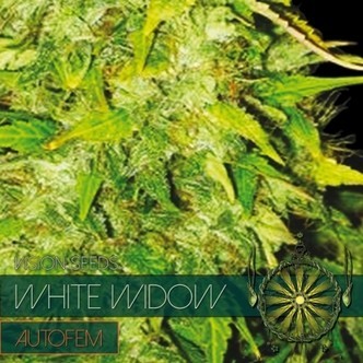 White Widow Autoflowering (Vision Seeds) feminiserede cannabisfr&oslash;