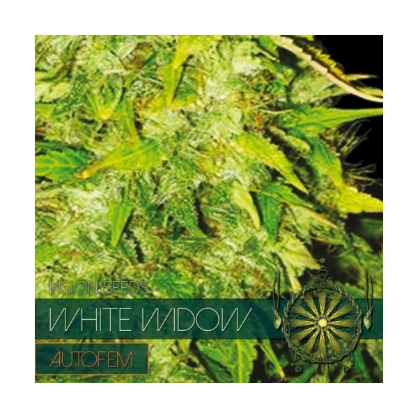 White Widow Autoflowering (Vision Seeds) Feminiserede