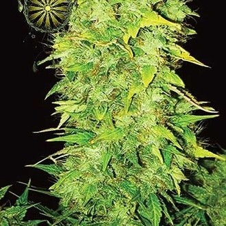 White Widow Autoflowering (Vision Seeds) Feminiserede