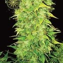 White Widow Autoflowering (Vision Seeds) Feminiserede