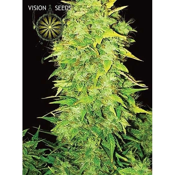 White Widow Autoflowering (Vision Seeds) Feminiserede