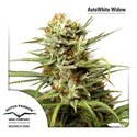 Auto White Widow (Dutch Passion) Feminiserede