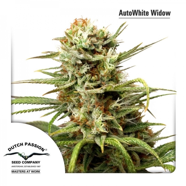 Auto White Widow (Dutch Passion) Feminiserede