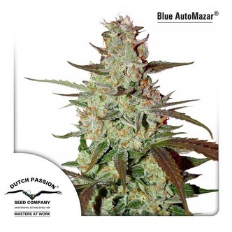 Blue AutoMazar (Dutch Passion) feminiserede