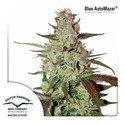 Blue Auto Mazar (Dutch Passion) Feminiserede