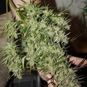Blue Auto Mazar (Dutch Passion) Feminiserede