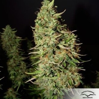 Blue Auto Mazar (Dutch Passion) Feminiserede