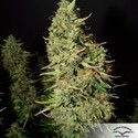 Blue Auto Mazar (Dutch Passion) Feminiserede