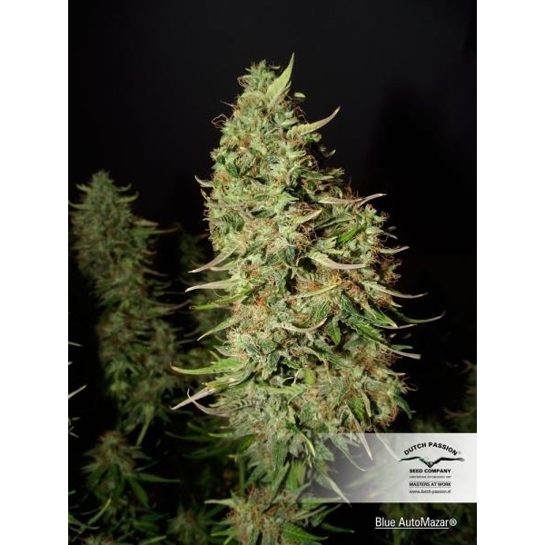 Blue Auto Mazar (Dutch Passion) Feminiserede