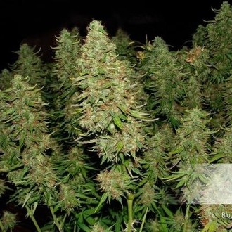 Blue Auto Mazar (Dutch Passion) Feminiserede