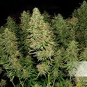 Blue Auto Mazar (Dutch Passion) Feminiserede