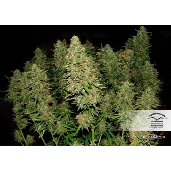 Blue Auto Mazar (Dutch Passion) Feminiserede