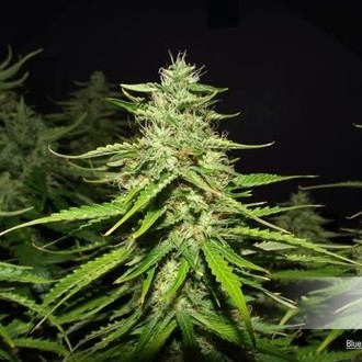 Blue Auto Mazar (Dutch Passion) Feminiserede