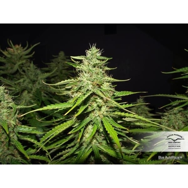 Blue Auto Mazar (Dutch Passion) Feminiserede