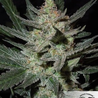 Blue Auto Mazar (Dutch Passion) Feminiserede