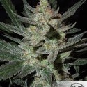 Blue Auto Mazar (Dutch Passion) Feminiserede