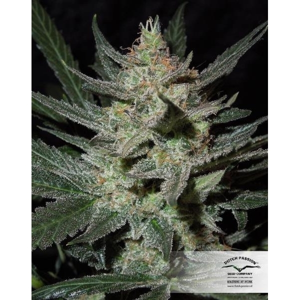 Blue Auto Mazar (Dutch Passion) Feminiserede